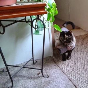 Meet your Posher, Corey